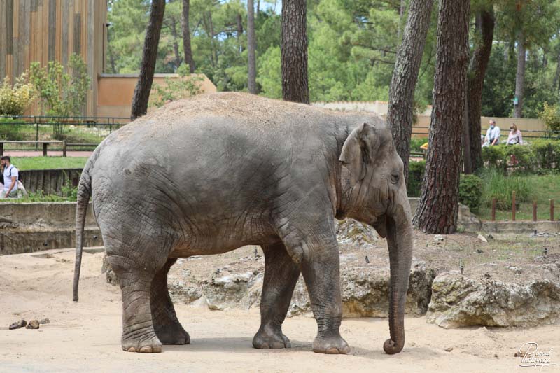 Zoo de La Palmyre