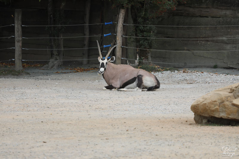 Zoo de La Boissière du Doré