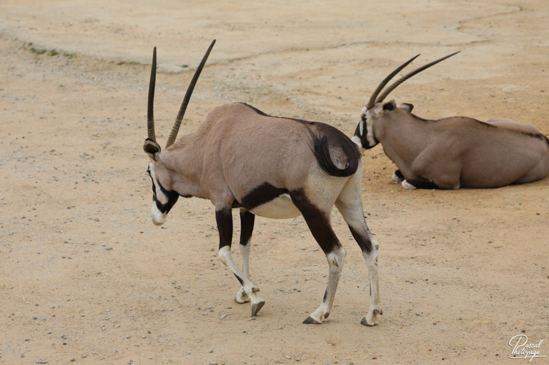 Zoo de La Boissière du Doré