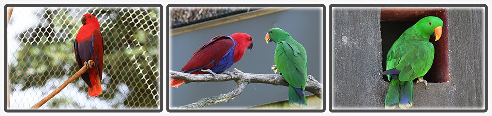 Le grand eclectus