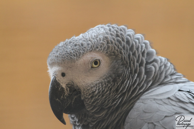Les oiseaux