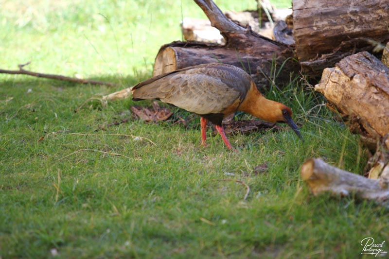 BioParc de Doué La Fontaine