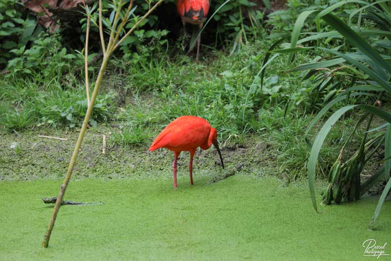 Zoo de La Palmyre