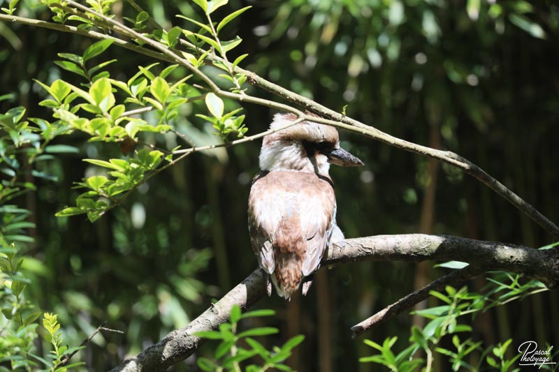 Zoo de Bordeaux-Pessac