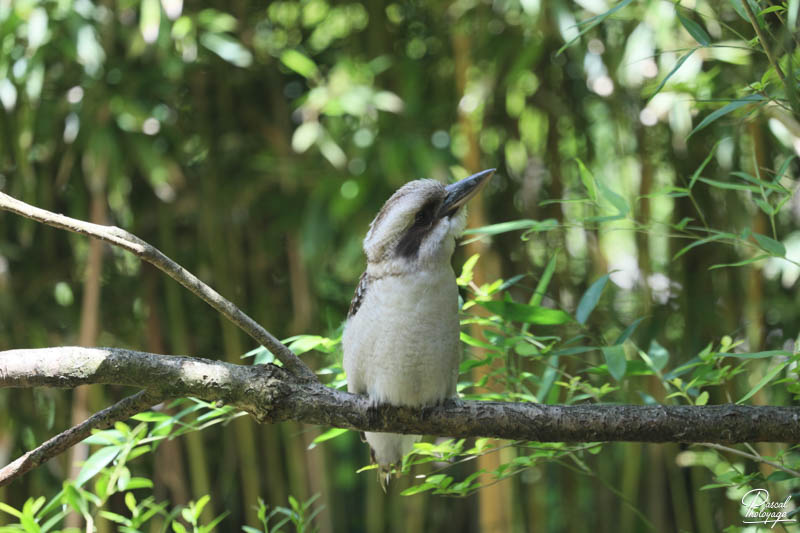 Zoo de Bordeaux-Pessac