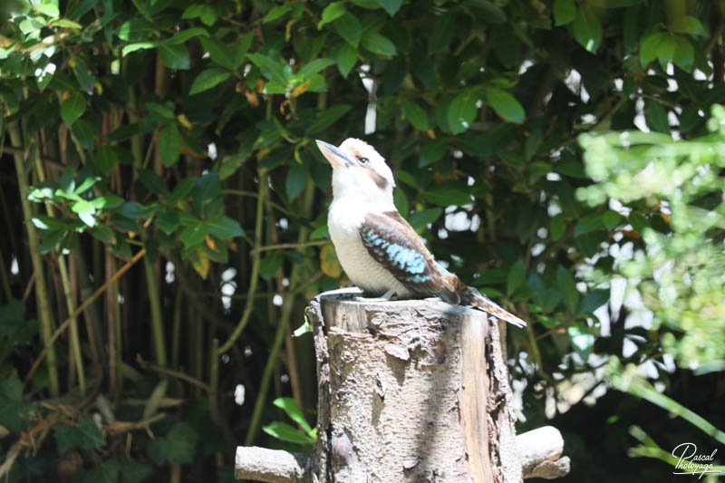 Zoo de Bordeaux-Pessac