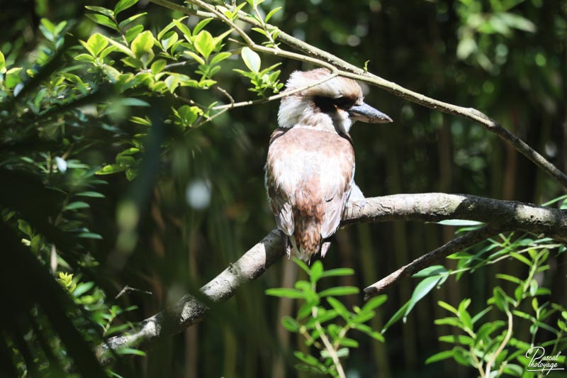 Zoo de Bordeaux-Pessac