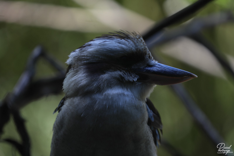 Zoo de Bordeaux-Pessac