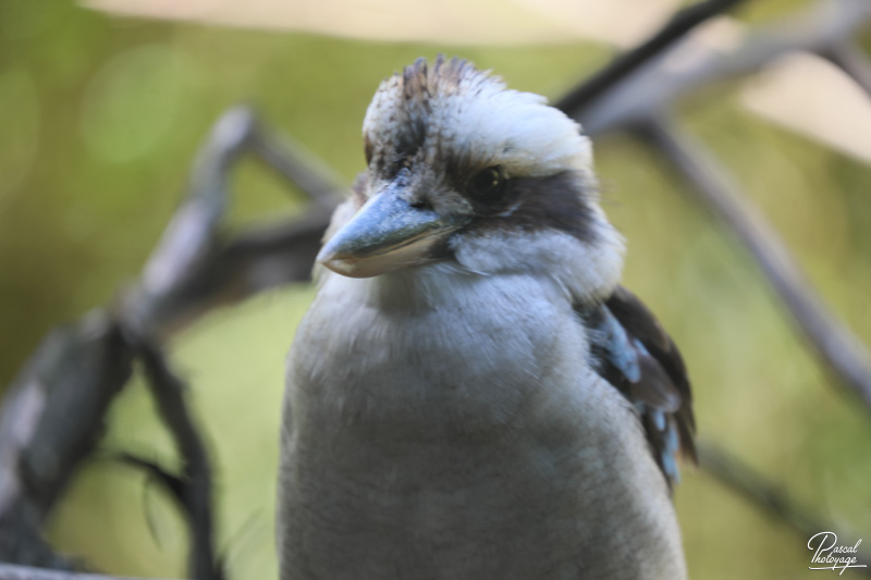 Zoo de Bordeaux-Pessac