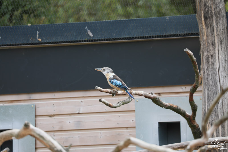 BioParc de Doué La Fontaine