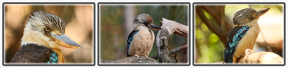 Le kookaburra à ailes bleues