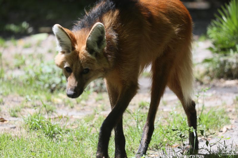 Zoo de Bordeaux-Pessac