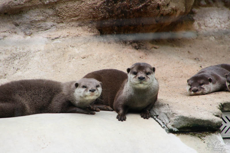 Zoo de La Flèche