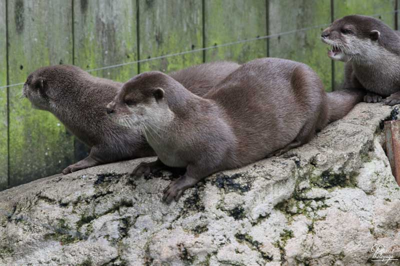 Zoo de La Flèche