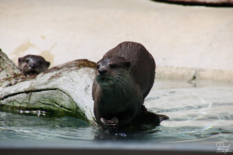 Zoo de La Flèche