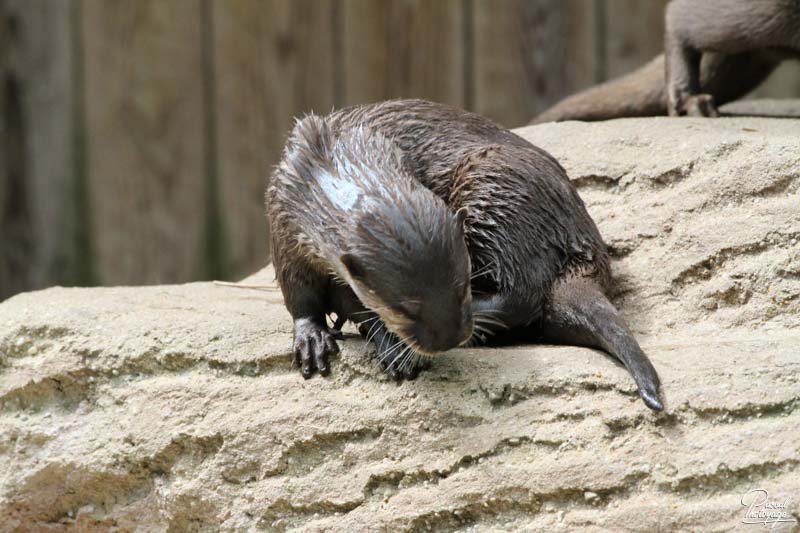 Zoo de La Flèche