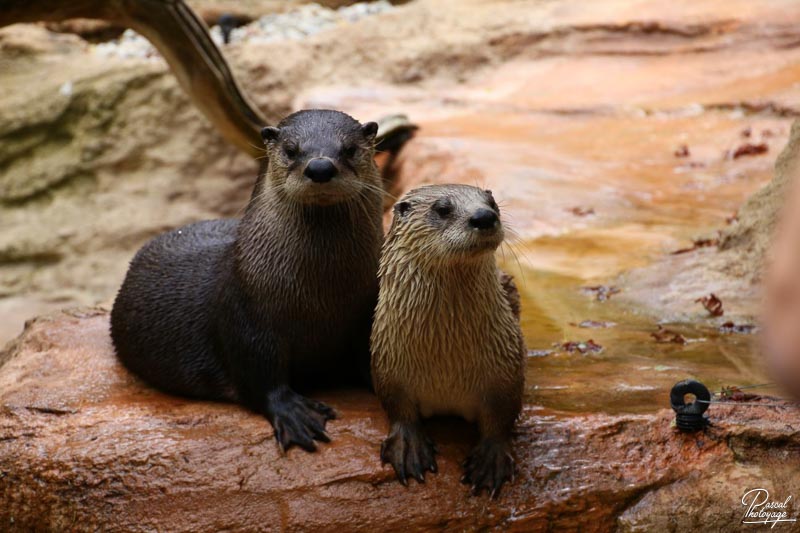 Zoo de La Flèche