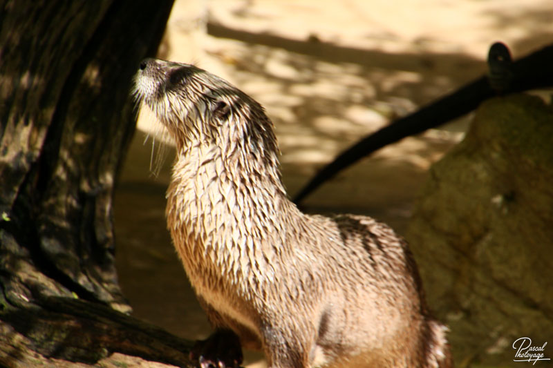 Zoo de La Flèche