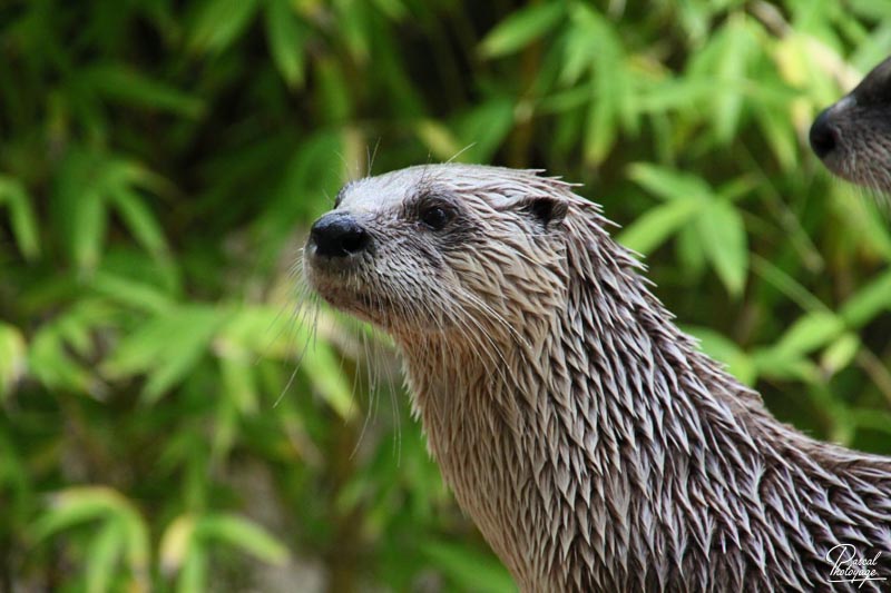 Zoo de La Flèche