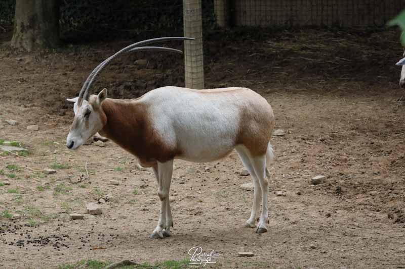 Zoo de Champrepus