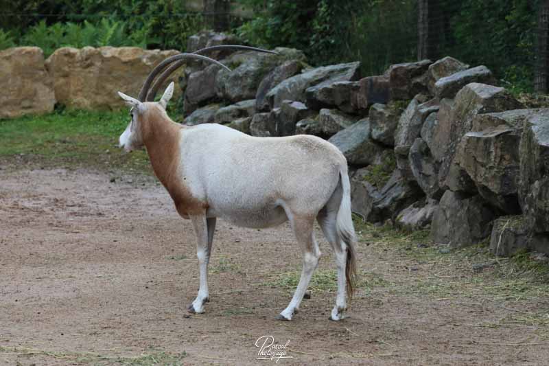 Zoo de Jurques