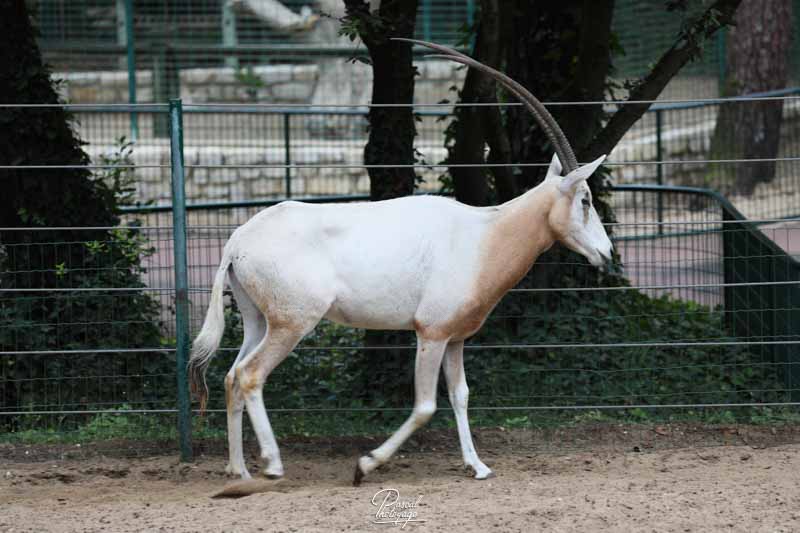 Zoo de La Palmyre