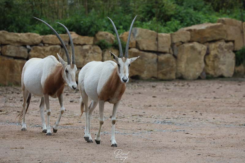 Zoo de Jurques