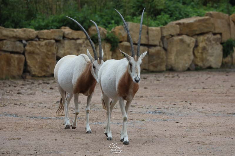 Zoo de Jurques