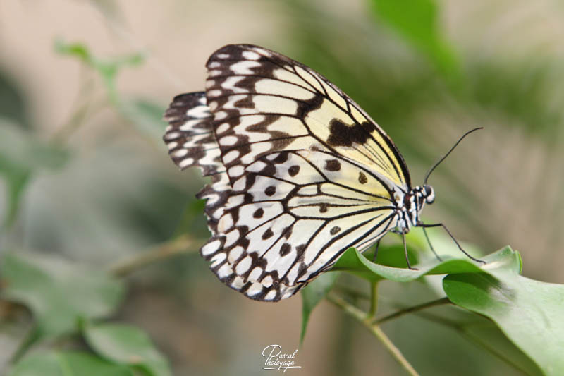 Serre aux papillons