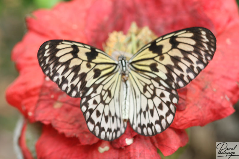 Serre aux papillons