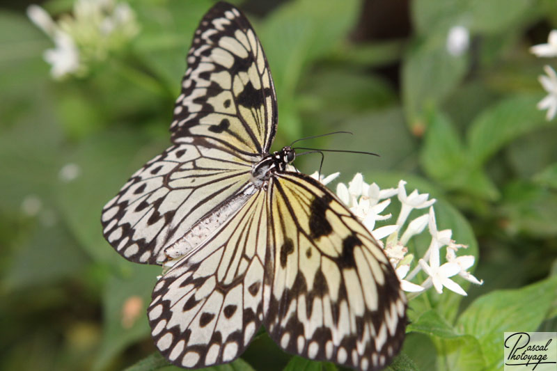 Serre aux papillons