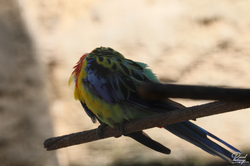 Zoo de La Palmyre