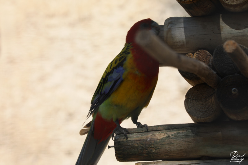 Zoo de La Palmyre