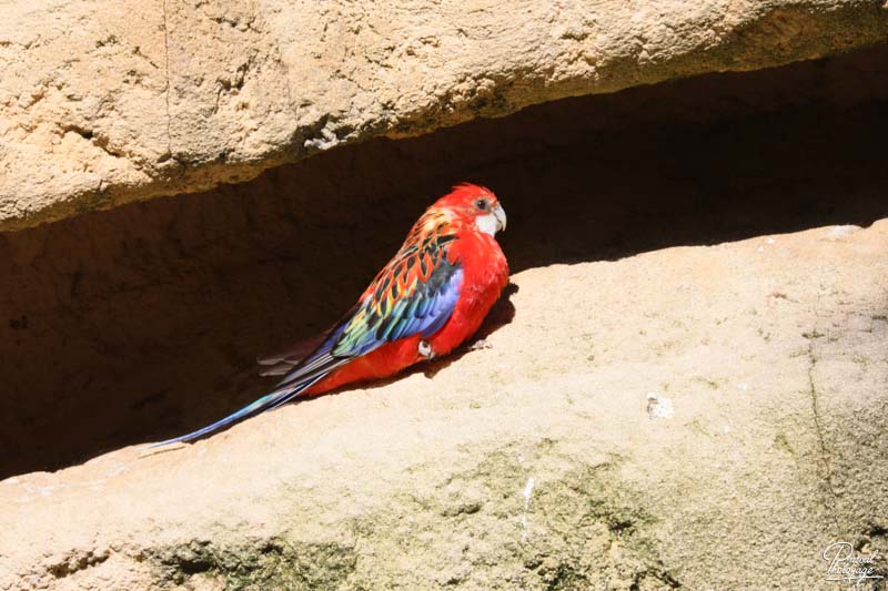 Zoo de La Palmyre