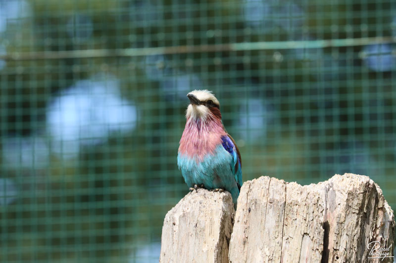 Zoo du bois d'Attilly