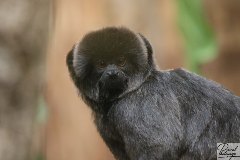 tamarin_de_goeldi_-_025.jpg