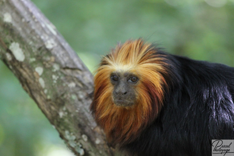 Vallée des singes