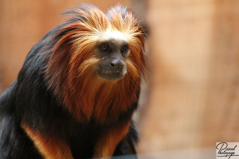 Zoo de La Boissière du Doré