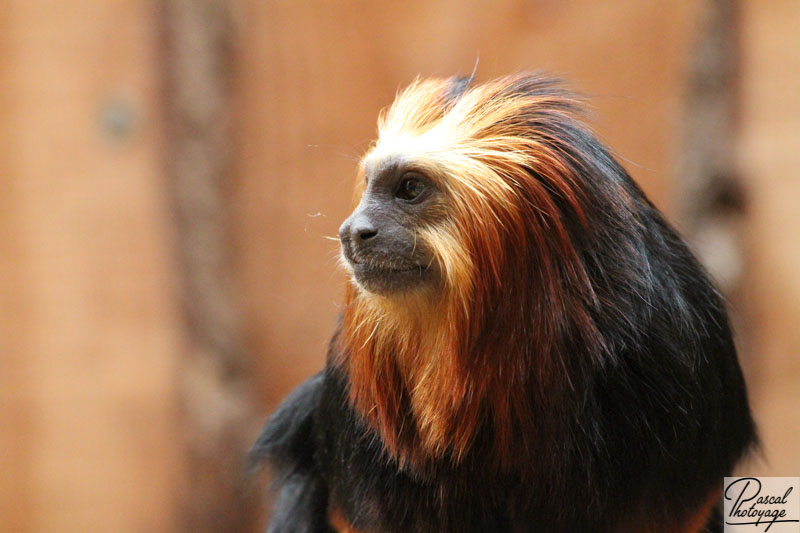 Zoo de La Boissière du Doré
