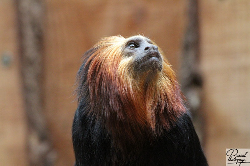 Zoo de La Boissière du Doré