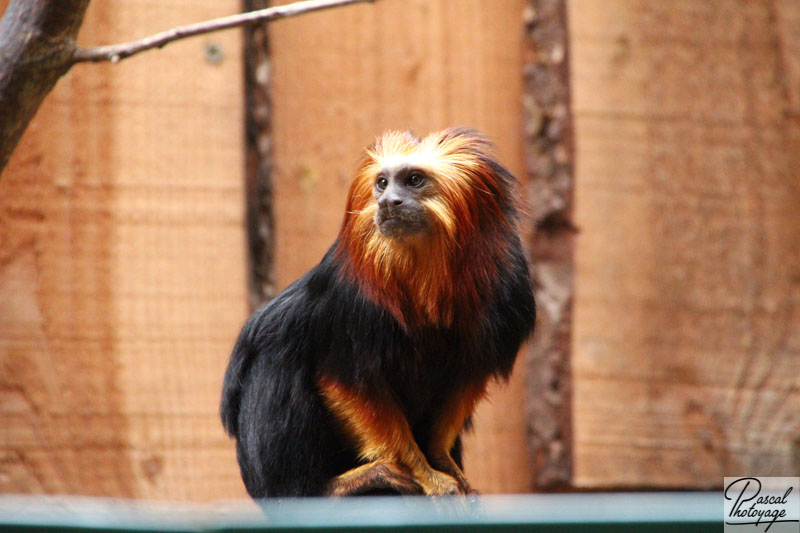 Zoo de La Boissière du Doré