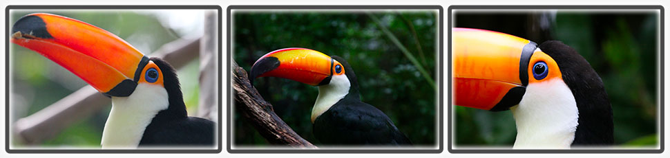 Le toucan toco