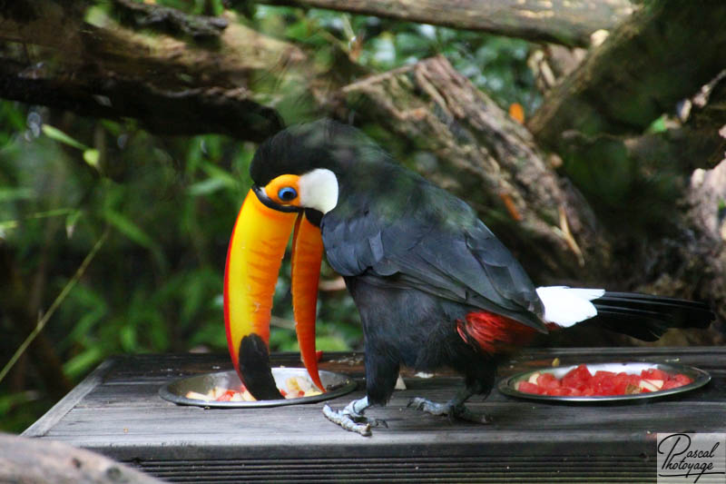 Zoo de La Flèche