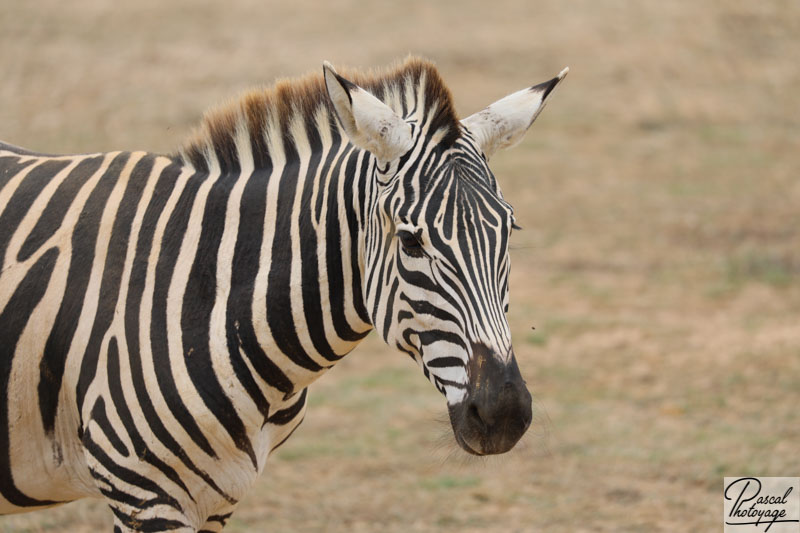 Zoo de La Boissière du Doré