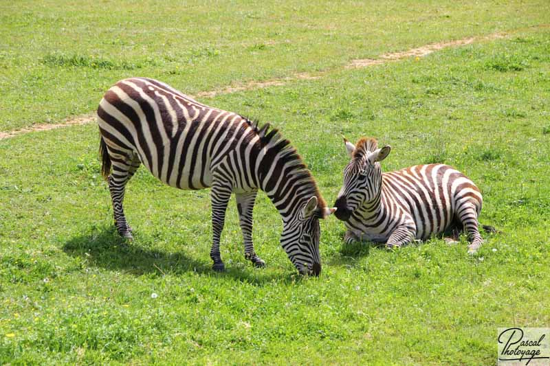 Zoo de La Boissière du Doré