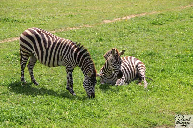 Zoo de La Boissière du Doré