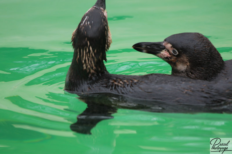 Zoo de Jurquesg