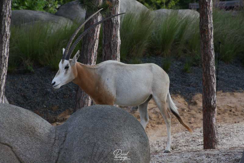 Parc zoologique de Paris