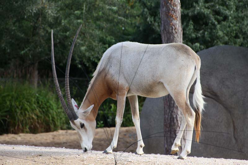 Parc zoologique de Paris