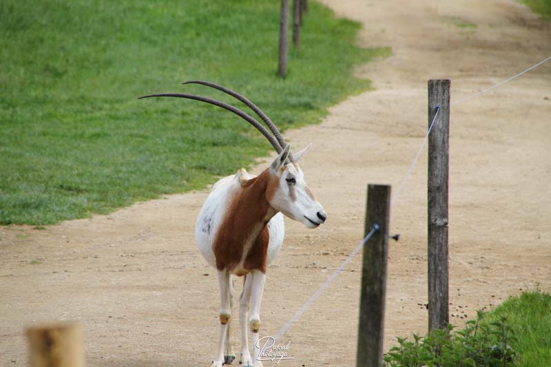 Zoo de La Boissière du Doré